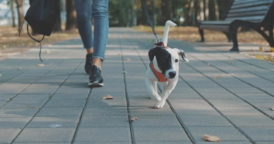 Dica 04 - Passeie com seu pet
